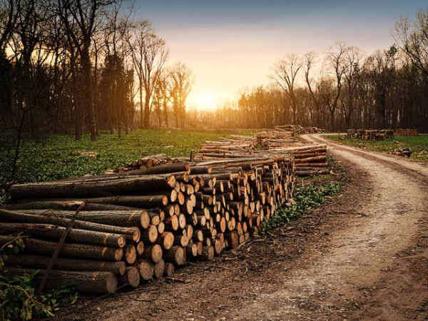 1646233 deforestation 1556208285