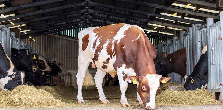 Work starts on Pakistani-Brazilian cows crossbreeding project to boost milk production