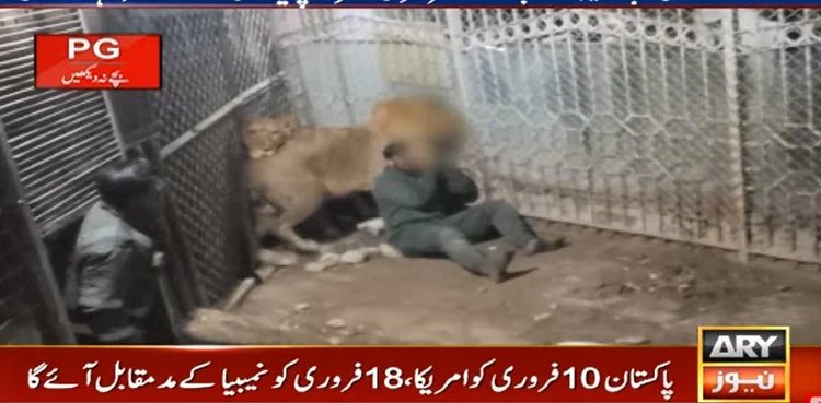 Wildlife officer injured in lion attack at Jalvi Darbar, Faisalabad 67 1769329353 unnamed file