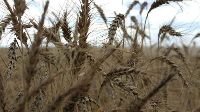 Minister asks private seed companies to reduce wheat seed prices