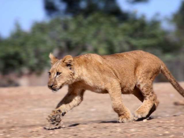 لاہور میں شیرنی کا 8 سالہ بچی پر حملہ، شیرنی اور اس کے مالکان گرفتار 61 365093 lion 1433871988