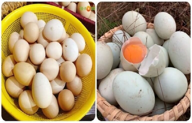 تازہ اور اچھی کوالٹی کے انڈوں کی پہچان کیسے کی جائے؟ جانیے حیران کن نشانیاں