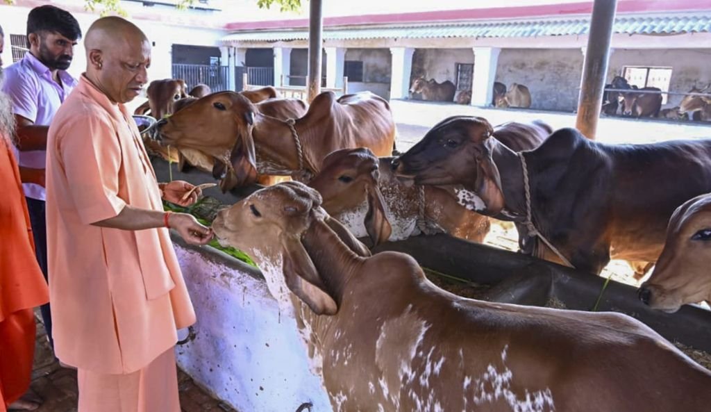 Adityanath Cows PTI