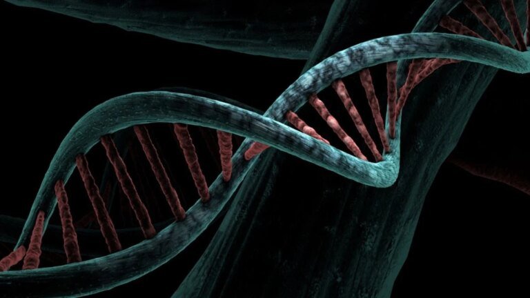 Study identifies new genetic regions linked to fatty liver disease