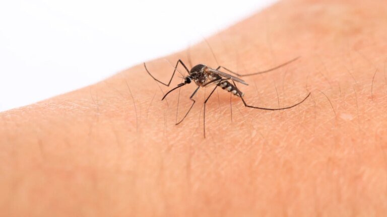 Dengue Cases – Nine Cases Confirmed in Rawalpindi
