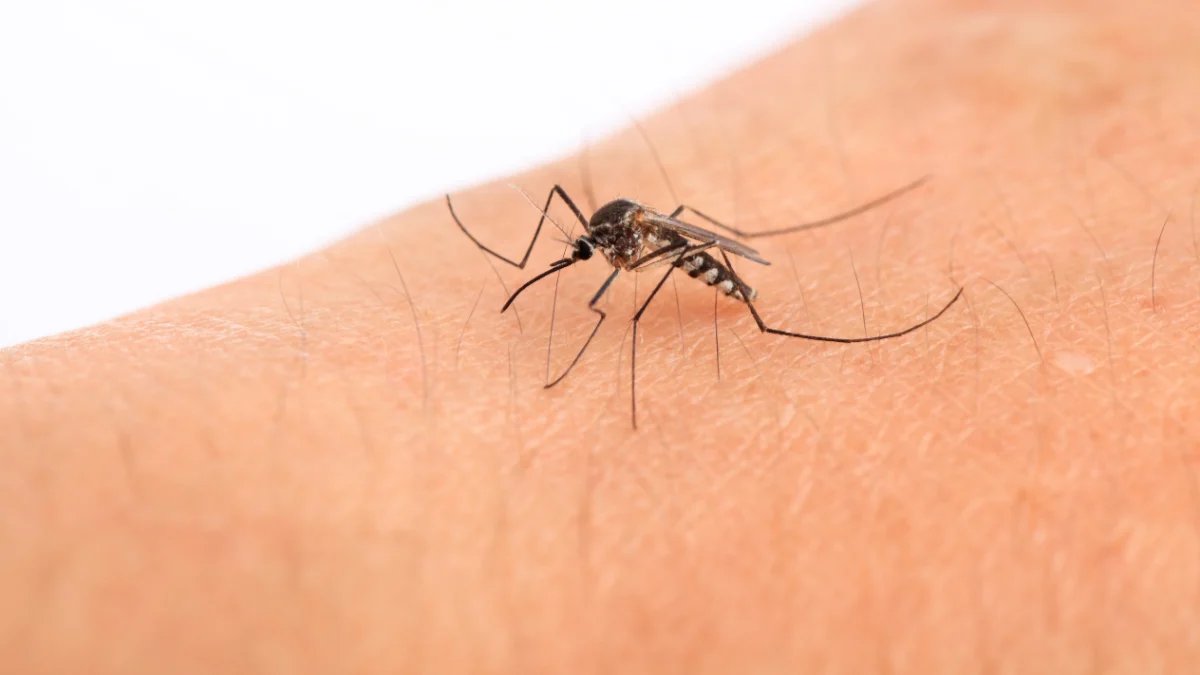 Dengue