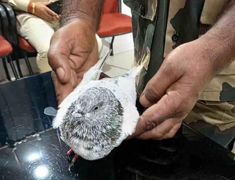 بھارتی میڈیا کا دعویٰ: ایک اور "پاکستانی کبوتر جاسوس” گرفتار