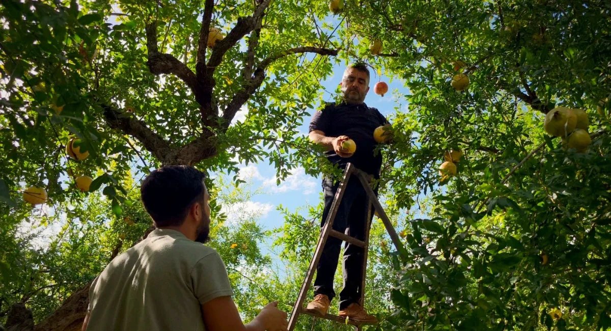 Idlib pomegranate