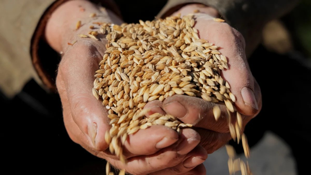 KP Wheat reserves