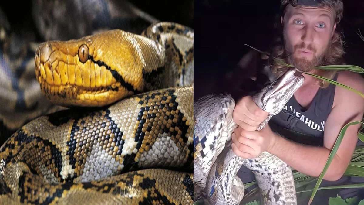 Massive python