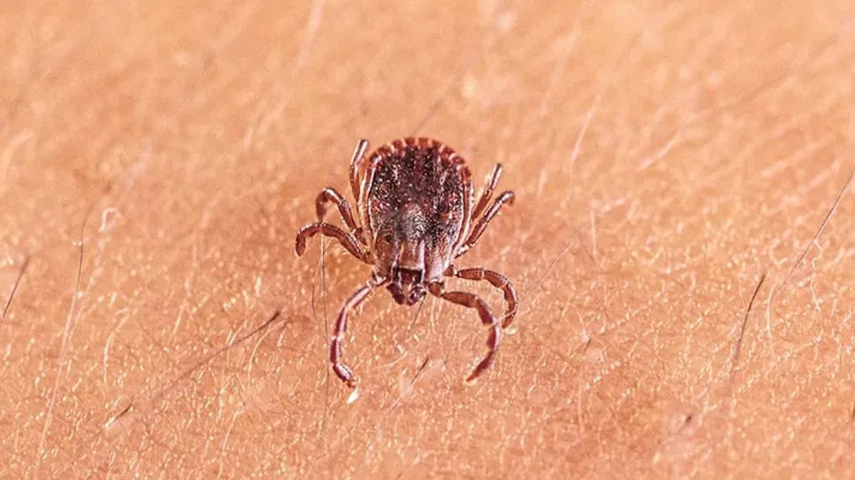 New Tick borne virus