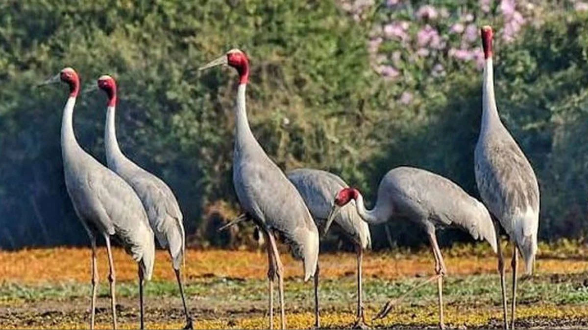 Sarus