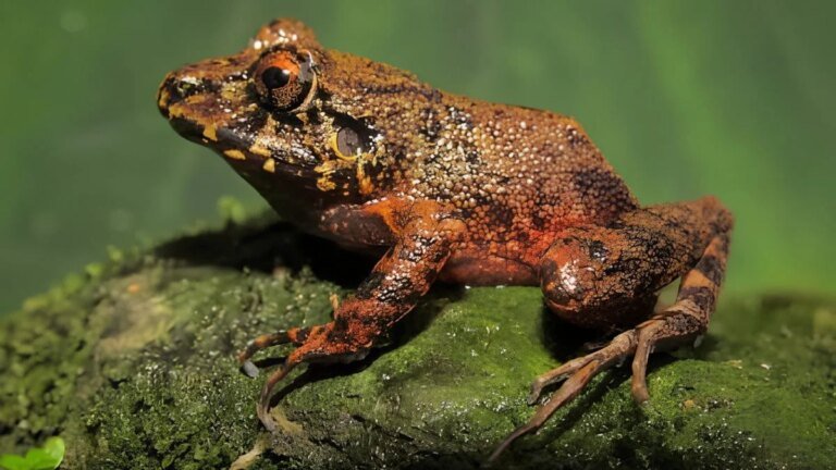New frog species identified after being hidden in museum for a century