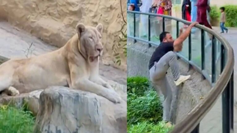 TikToker jumps into lion’s cage at Lahore Zoo