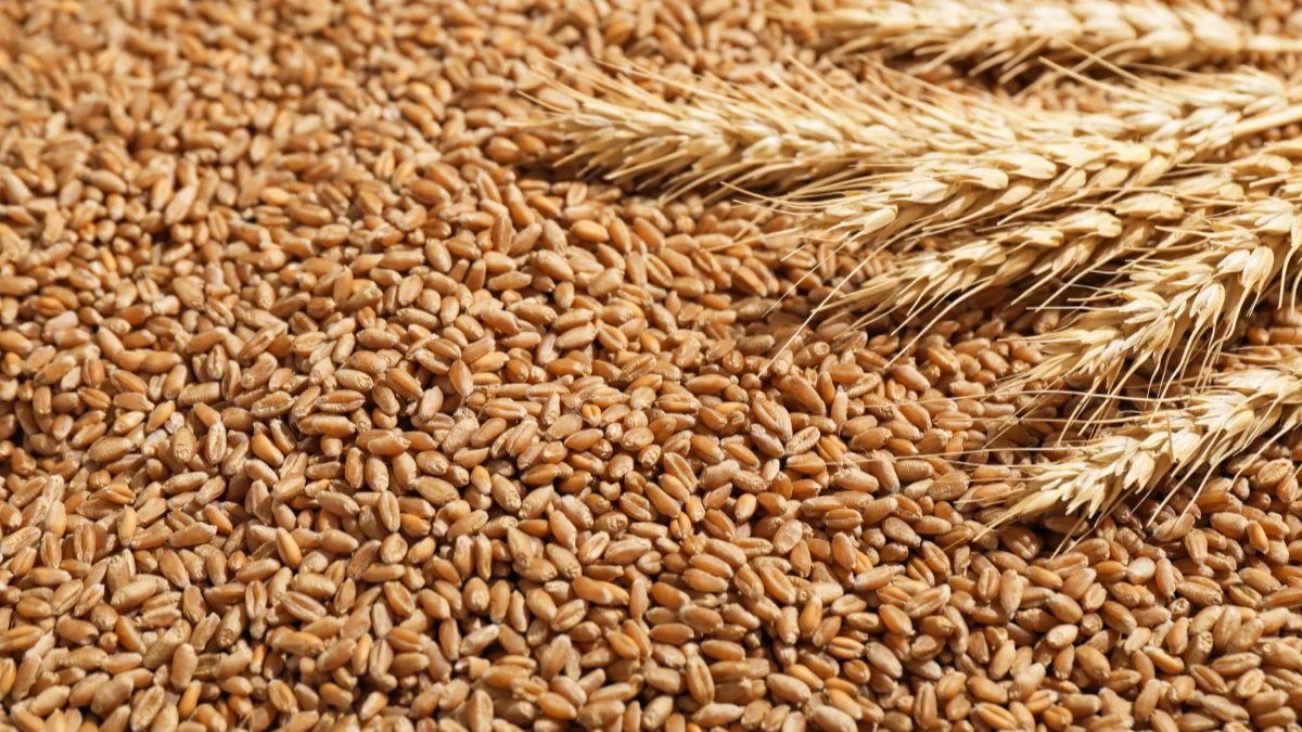 Wheat