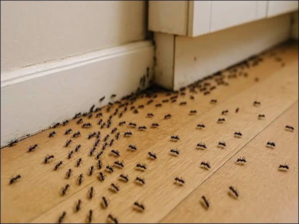 ants1792166432 0