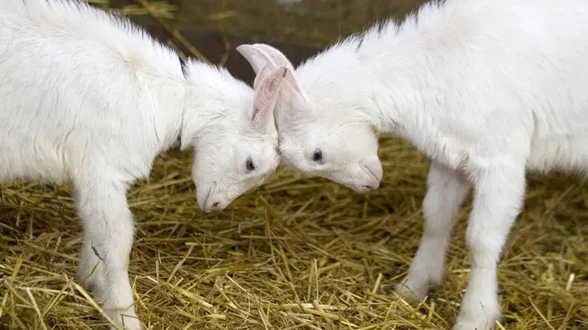 baby goats