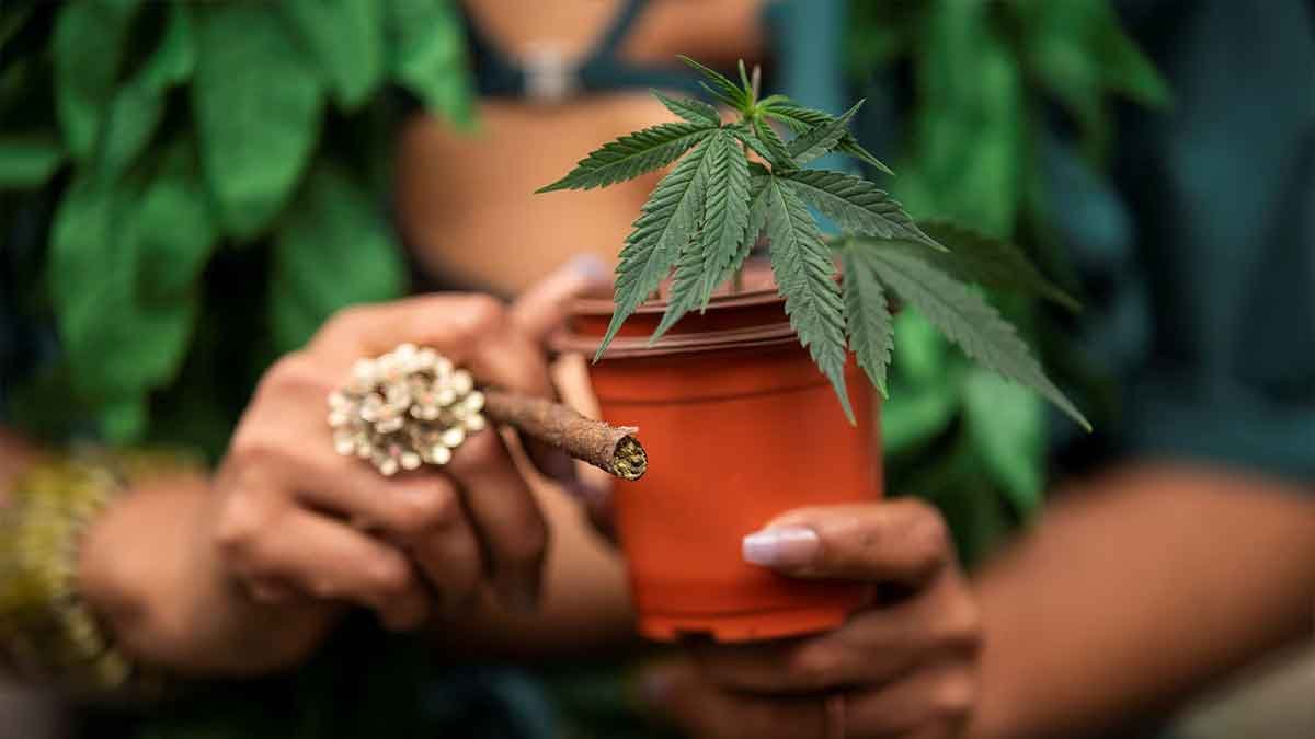 cannabis