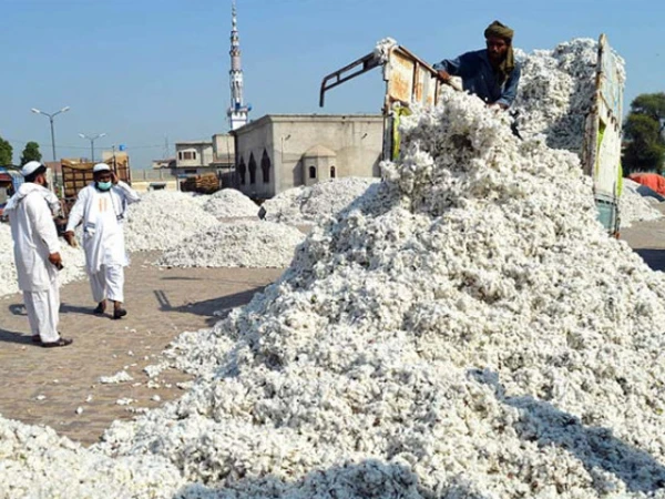 cotton1747609039 0