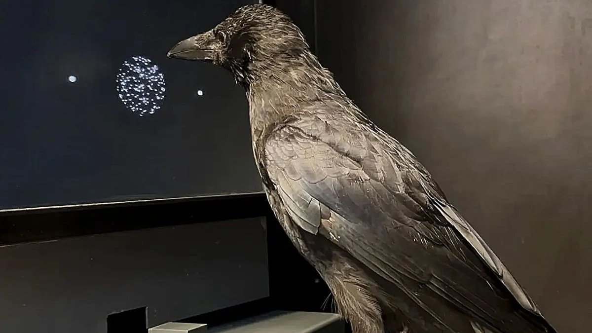 crows