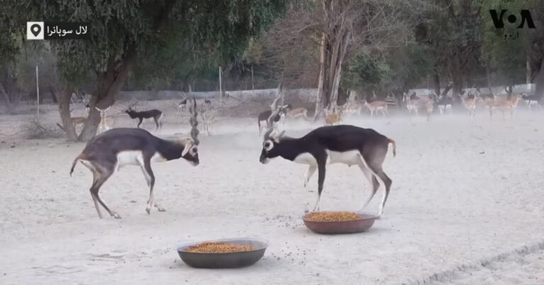 لال سوہانرا کے نایاب کالے ہرن جو امریکہ سے پاکستان آئے