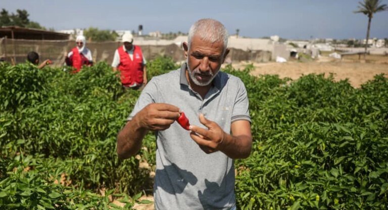Gaza seed bank rebuilds after wartime destruction