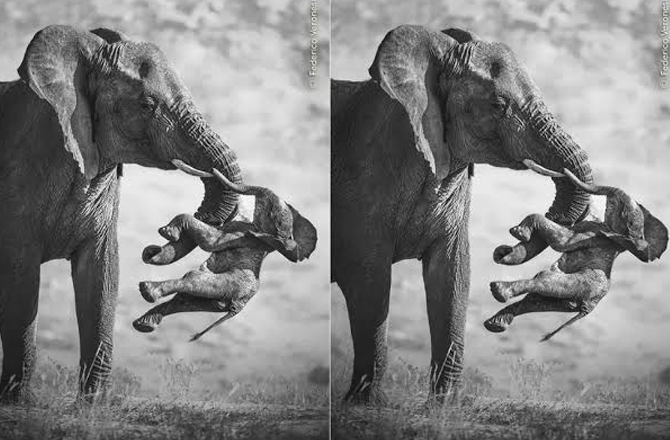 hathi 1509 d