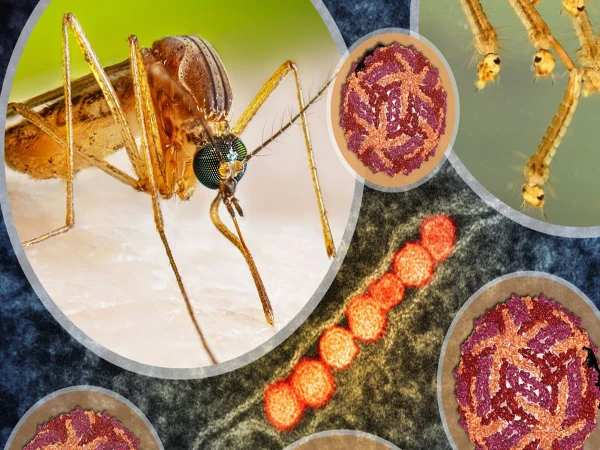 israel facing dangerous disease1786561404 0