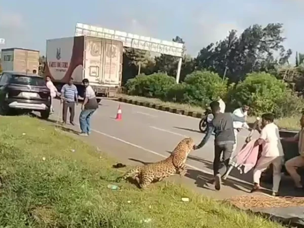 leoperd attack on rescue men in india1788885211 0