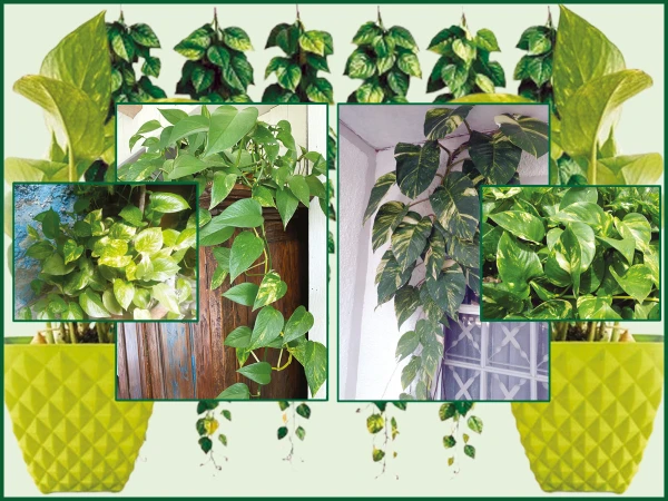 maniplant1790546615 0