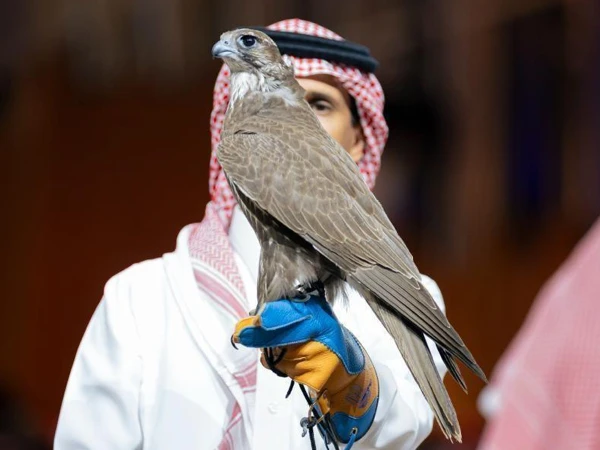mongolian saker falcons1791164195 0