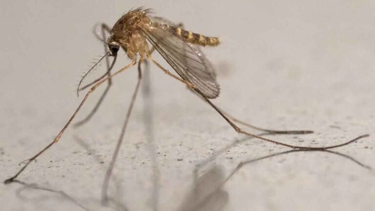 West Nile virus rises in Europe, with 141 dead in 2026