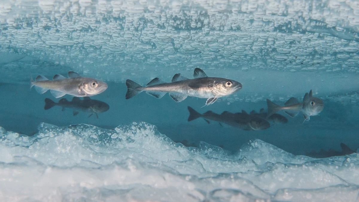 polar cod fish