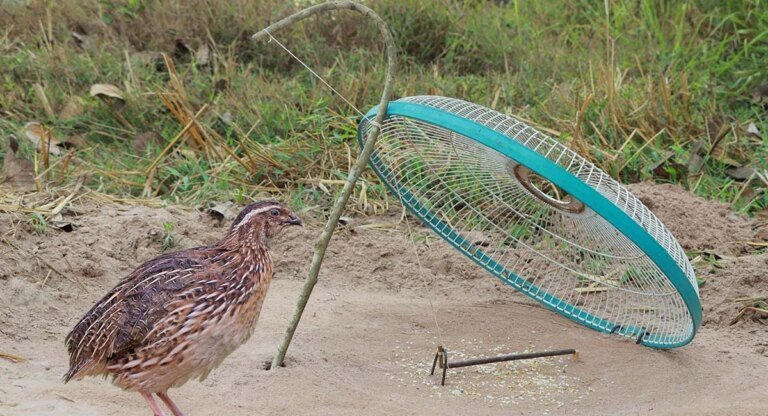 quail trapping season 2026-27 in KP