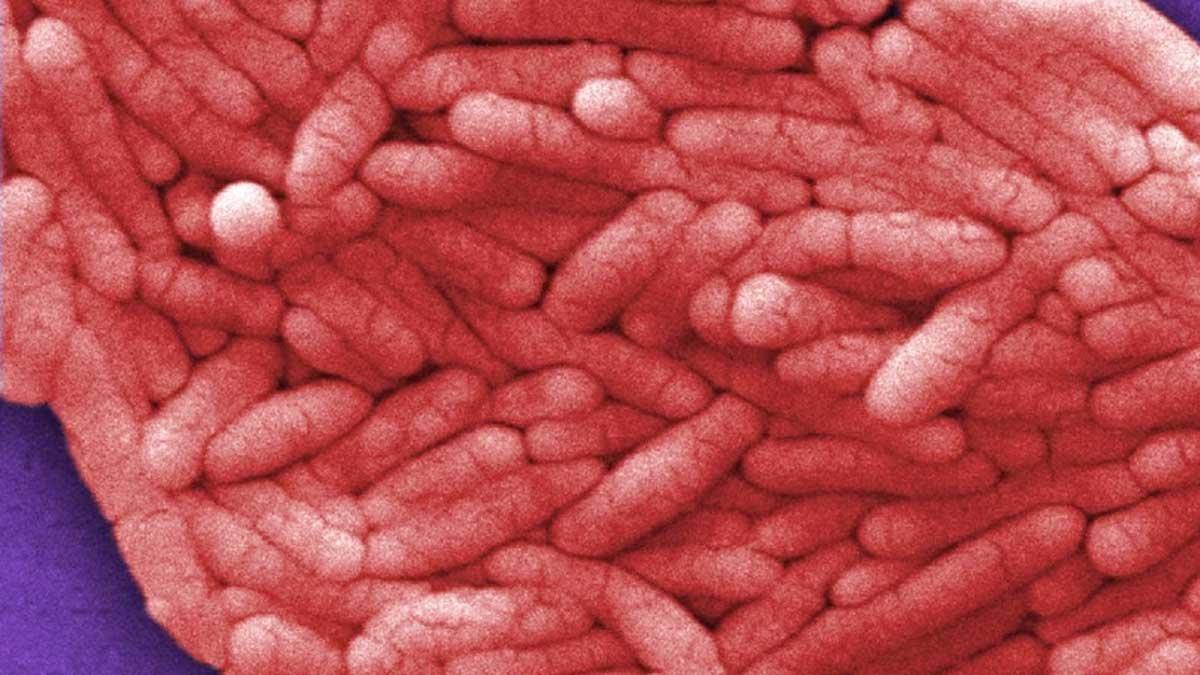 salmonella