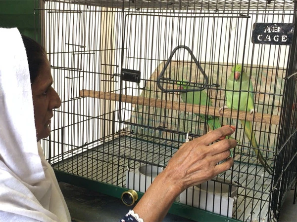 پنجاب میں پالتو طوطوں کی رجسٹریشن لازمی قرار