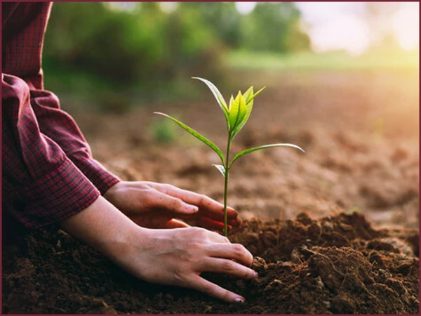 tree plantation1788707870 0