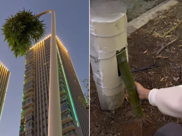 اسٹریٹ لائٹ کے کھمبے سے پودا نکل آیا، لوگ حیران 76 untitled 2026 01 25t051846 5351769300686 0