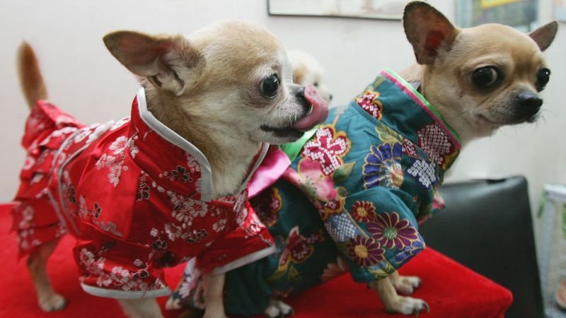 Want to read your dog’s mind? Japan’s boom in weird wearable tech | CNN