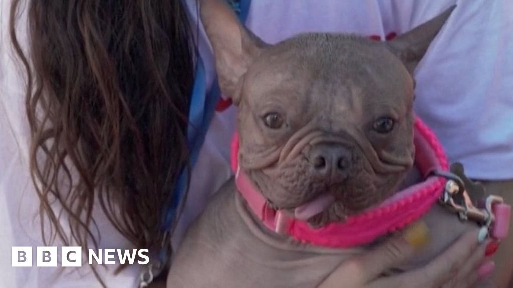 Watch: 'World's Ugliest Dog' crowned in California