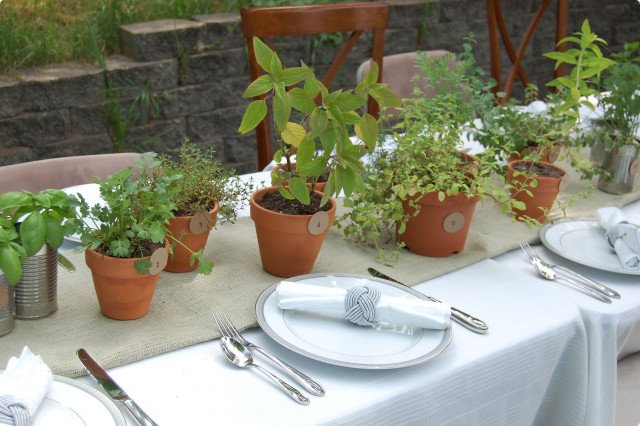 Free plants handed out for Independence Day | The Express Tribune