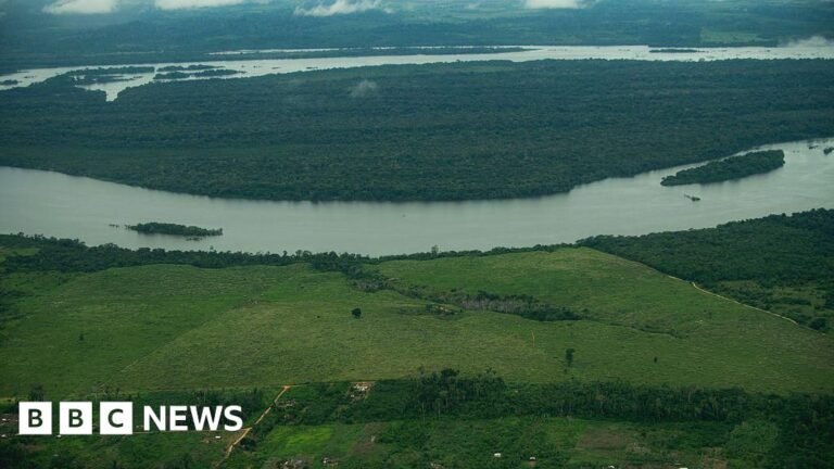 New Brazil development law risks Amazon deforestation - UN expert