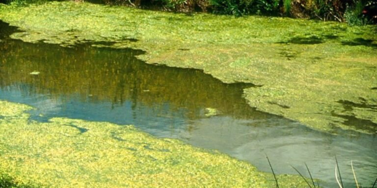Health department warns of harmful algae bloom on North Shore of Lake Winnebago