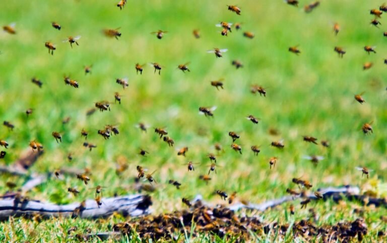 Insect Science in Action: A Call to Speak Up for Entomology