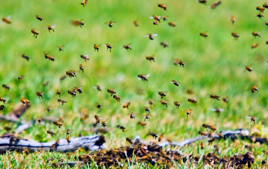 Insect Science in Action: A Call to Speak Up for Entomology
