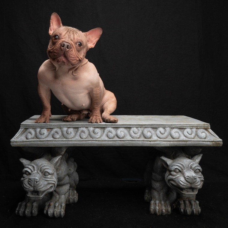 EXCLUSIVE: Handler of World’s Ugliest Dog Contest Winner Shares How Petunia Is Feeling After Her Victory