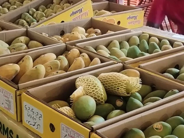 Two-day mango festival opens in Lahore | The Express Tribune