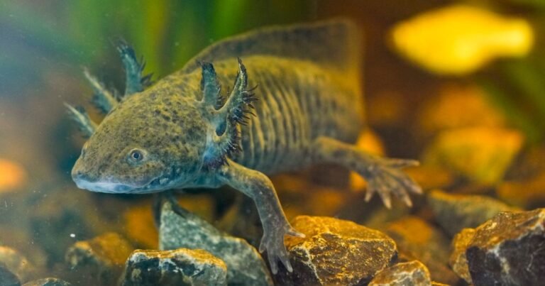 Scientists search for DNA of an endangered salamander in Mexico City’s canals