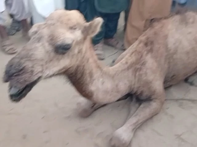 Landowners maim camel for straying onto crops | The Express Tribune