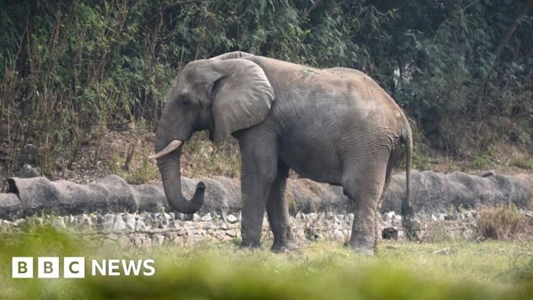 Shankar the elephant: The lonely life and death of Delhi's only African elephant